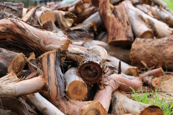 Autumn firewood collection season ends this week